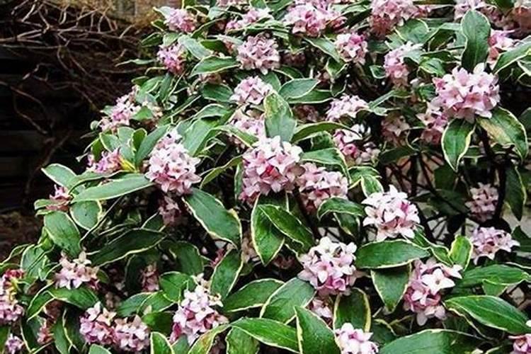 金边瑞香花谢后怎么处理