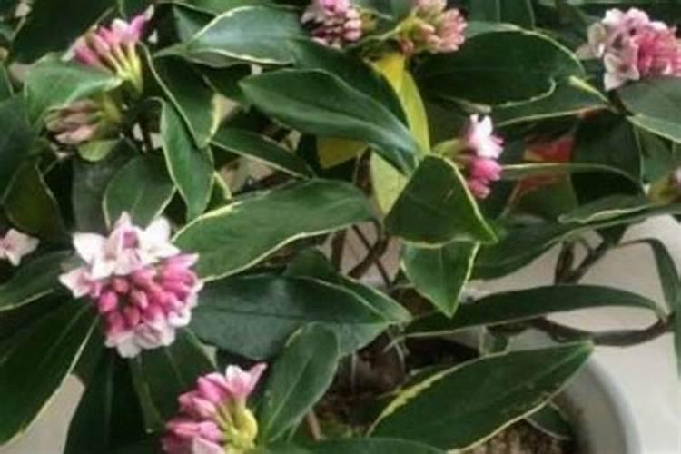 金边瑞香花谢后怎么处理