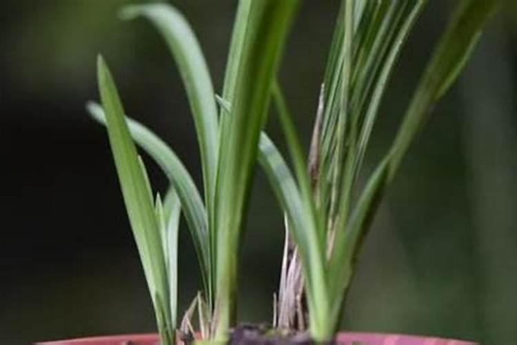 兰花用什么肥料,怎么施肥