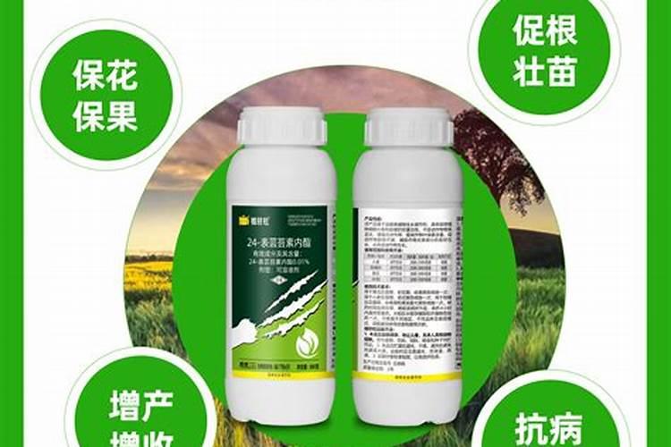 芸苔素内酯可以滴灌冲施吗一亩地冲是多少？