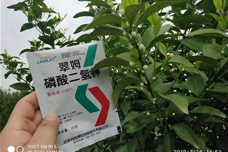 柑橘7月施什么肥