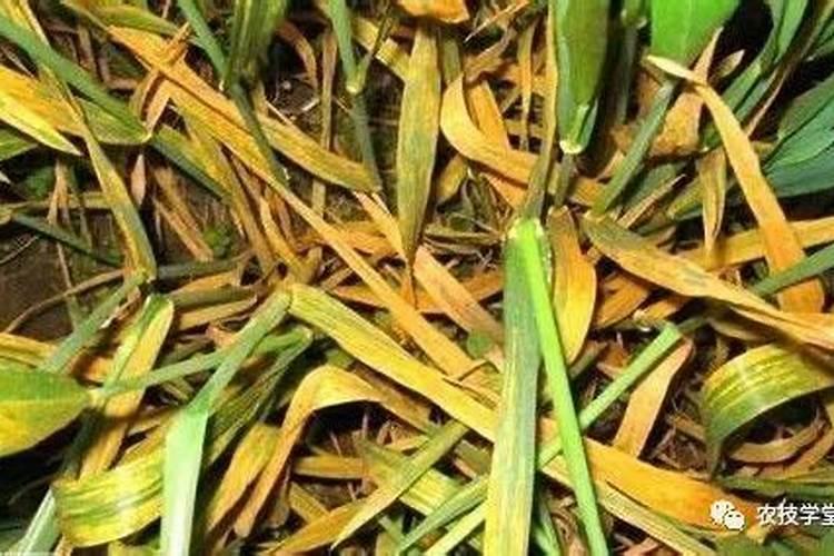 玉米生长中后期叶片干枯用什么药？