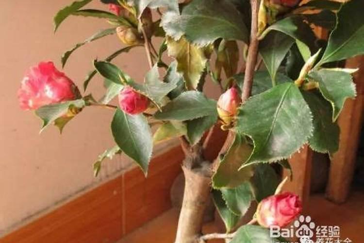 四川雅安正规的茶厂有哪些