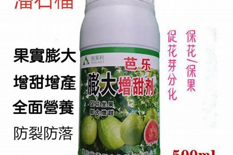 番石榴怎么施肥番石榴施肥技巧总结