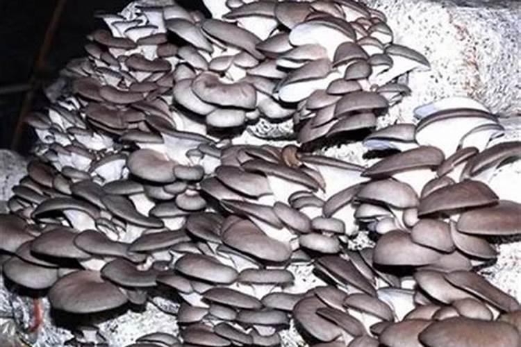 平菇喷施磷酸二氢钾几天喷一次