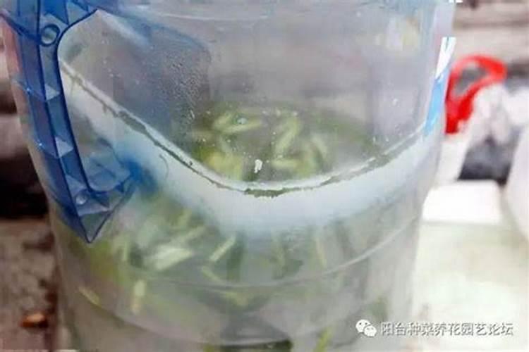 菜叶子用水沤肥多久