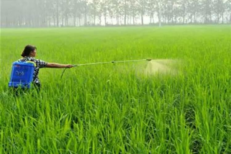 果树施用硅肥有哪些好处