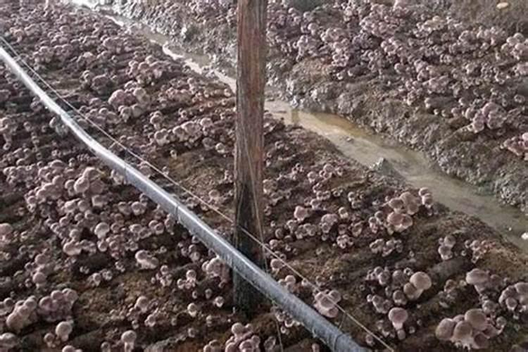 平菇种植常见误区是什么