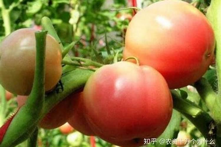 番茄冻害防治要点