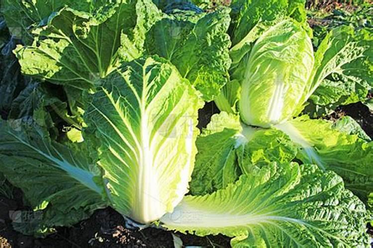 大白菜追肥用什么肥料好