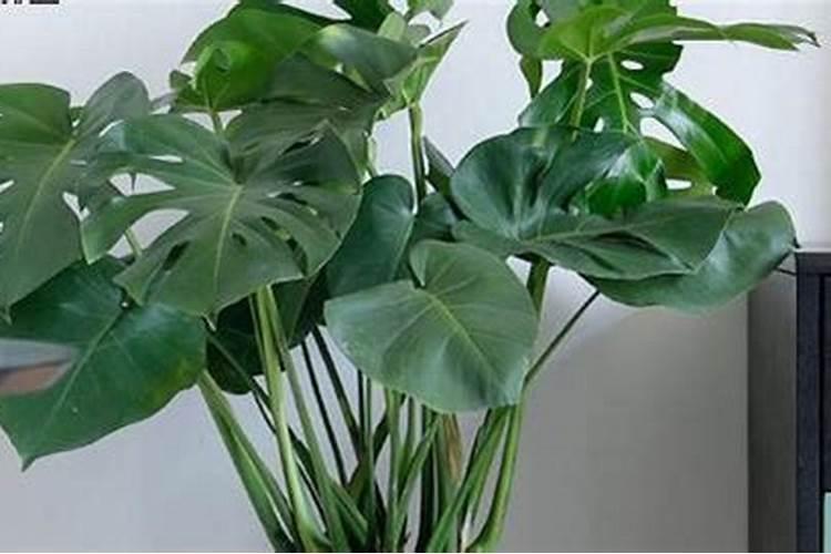 小葱的生长习性特点和生长环境条件