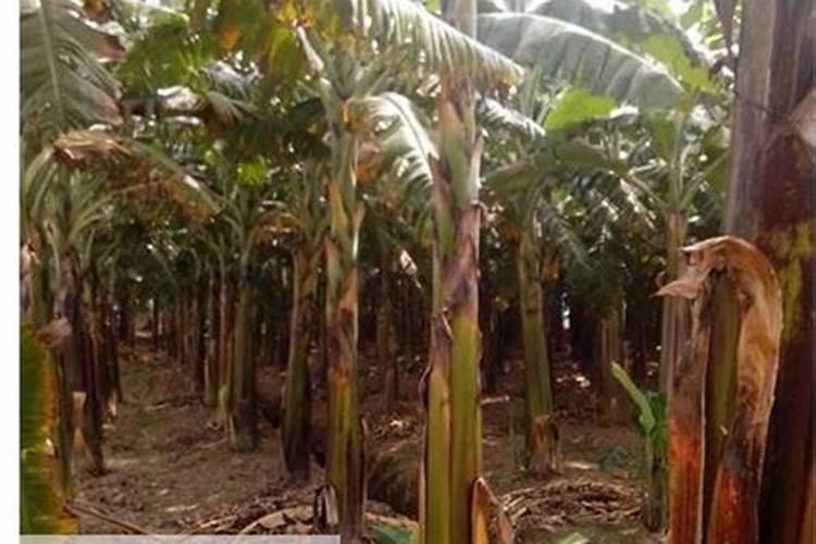 一年花椒树怎么使用尿素叶面肥