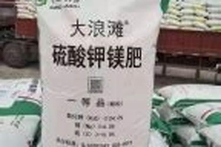 菊花怎么施肥 用什么肥料好