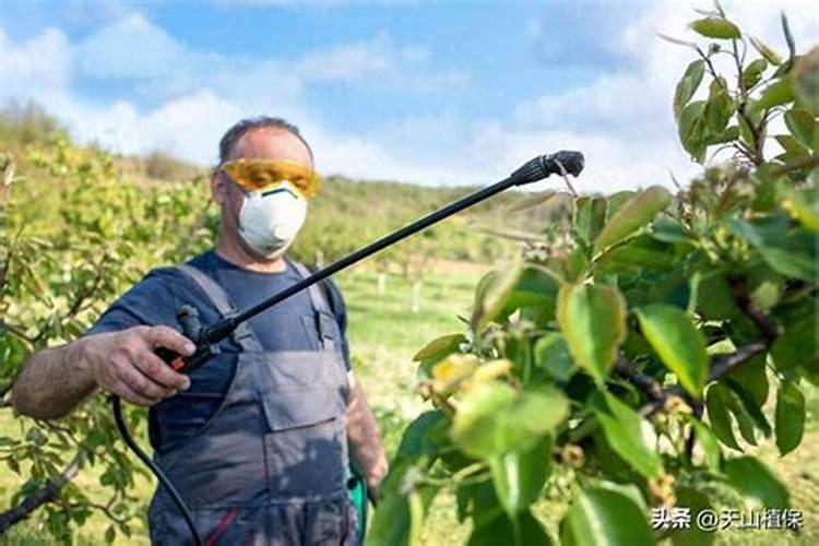 果树开花用什么药能杀虫保果