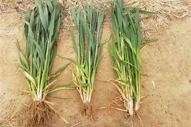 进口水溶肥如何分辨真假好坏