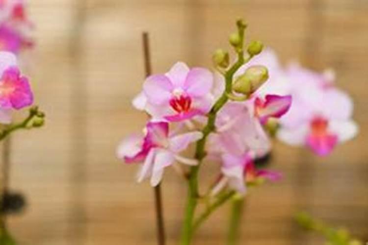 【农技知识】种植西红柿要了解,简单做好这4点,转色快,卡高价!