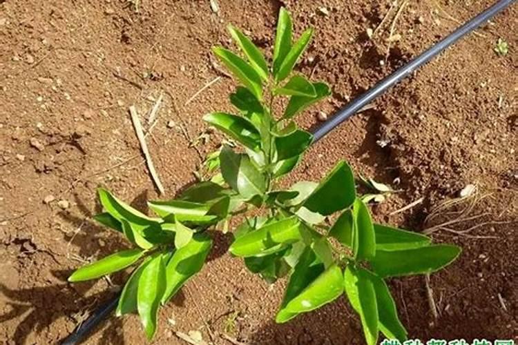 氮肥对果树的作用