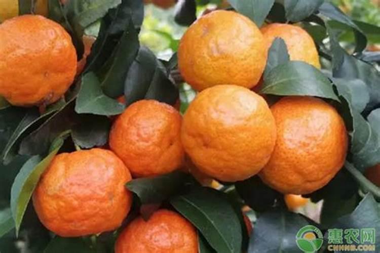 砂糖橘树种植方法时间
