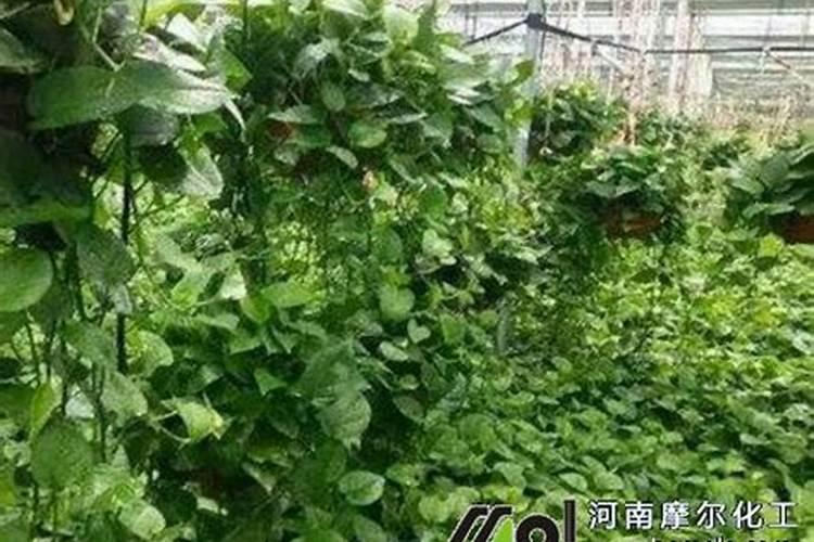 氯化胆碱能和大量元素水溶肥混用吗？