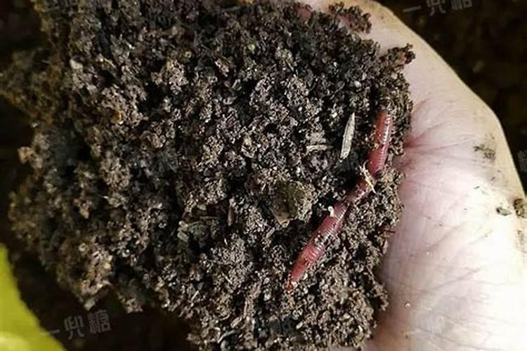 水培铜钱草施什么肥