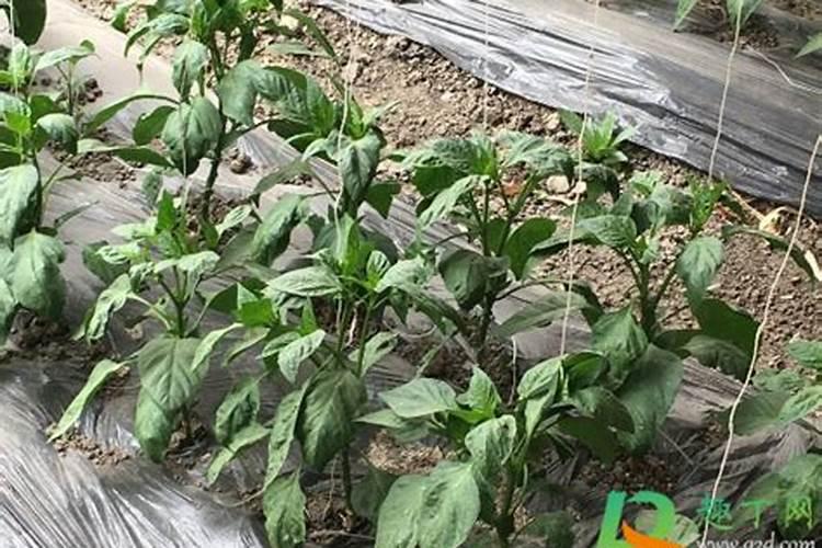 盆栽辣椒苗怎样浇水和施肥