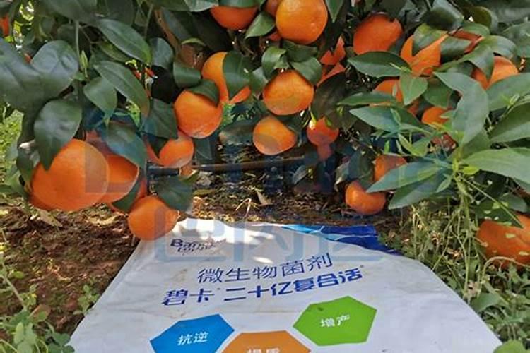 水溶肥菌肥哪个地区使用多