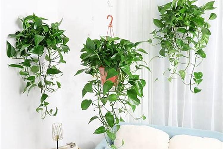 绿萝吊兰浇灌什么肥水叶片油绿光亮