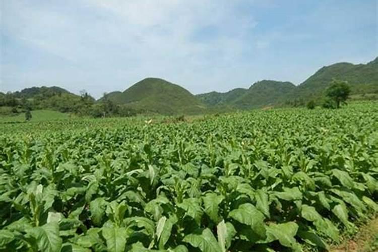 柚子树钾肥应该什么时候下