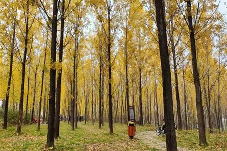 刚栽的杨树多久浇水好？