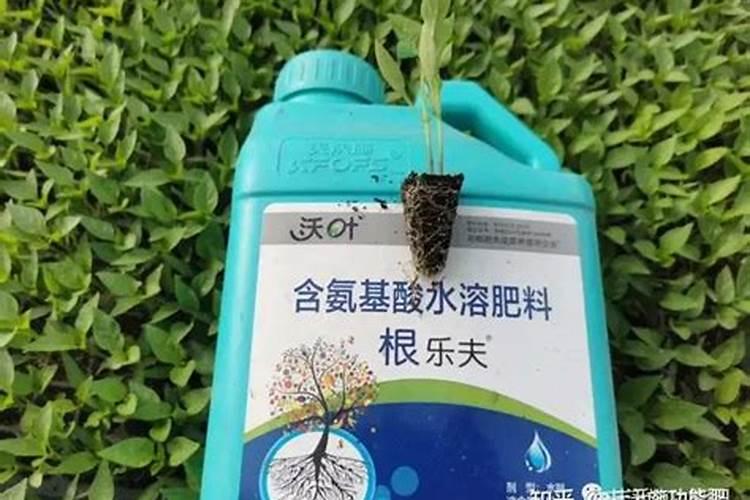 柑橘蚧壳虫用什么药