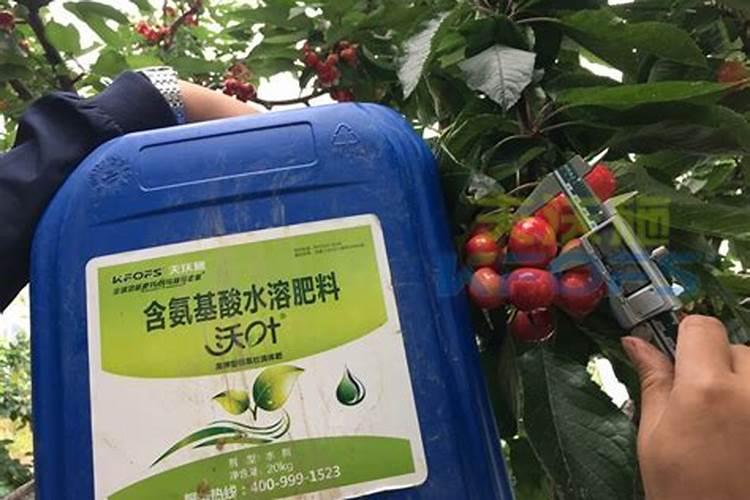 高甲对大樱桃有什么作用？