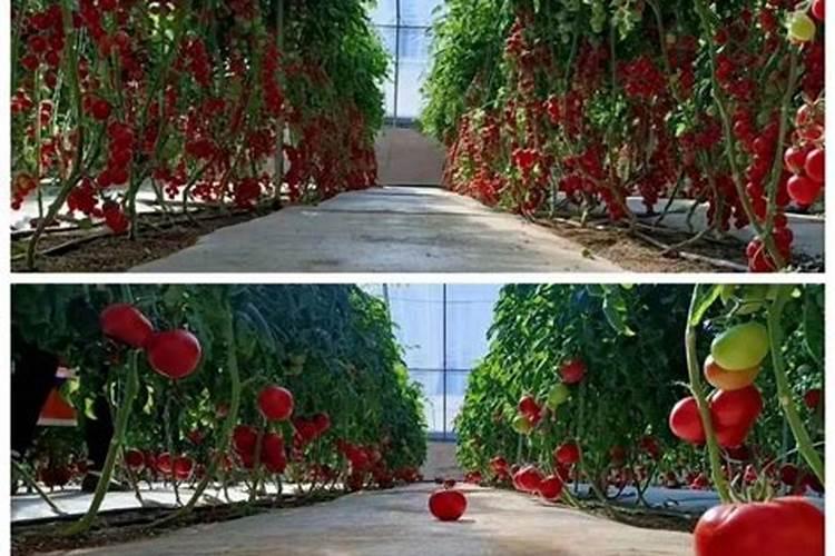 西红柿什么时候使用钾肥 施肥注意事项