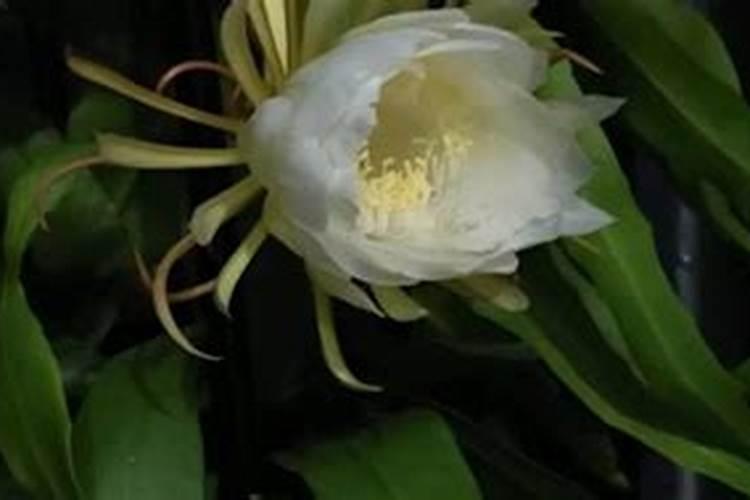 黄瓜浇水的正确方法 什么时候浇水好