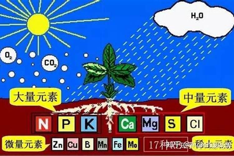 水稻合理施肥应该掌握哪些原则？