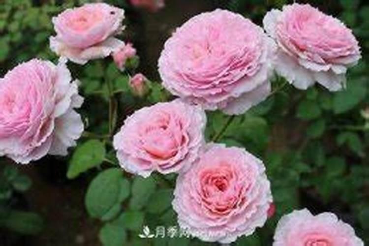 磷肥在什么时候施肥最好？月季什么时候施磷肥