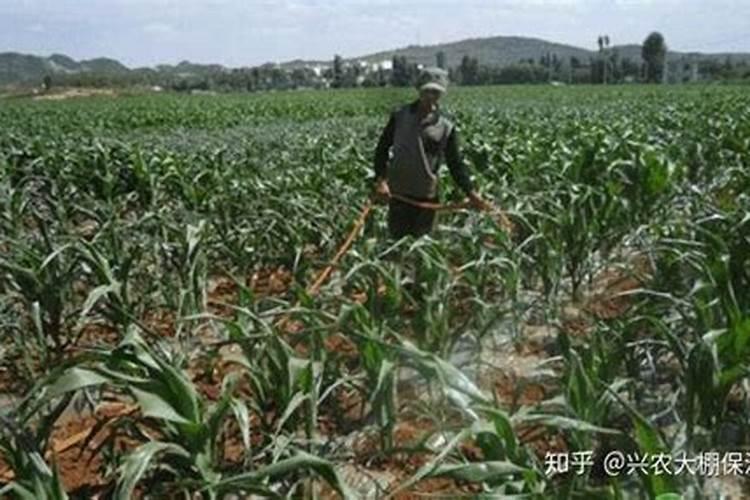 玉米喷施叶面肥最佳时期