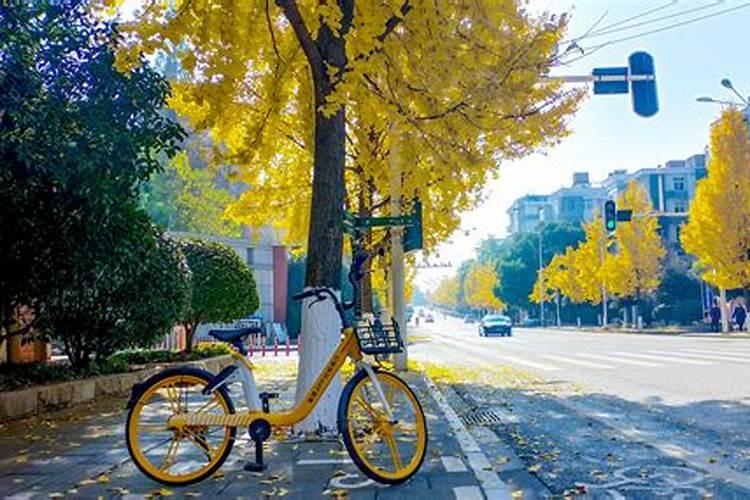 中国最好的果树叶面肥有哪些？