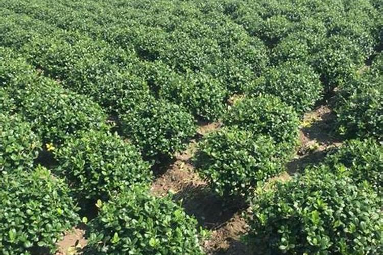 果树挂果期用什么复合肥？果树结果期专用增产叶面肥料？