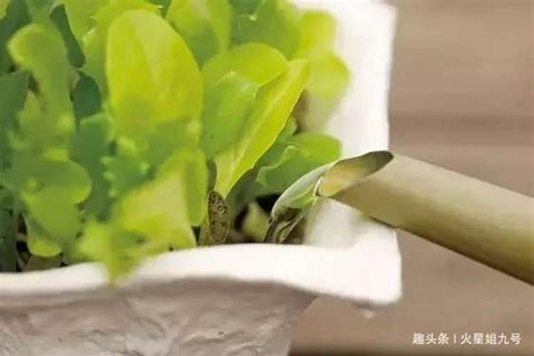 中药材根茎块膨大素哪种好？当归专用根茎块膨大剂哪个好？