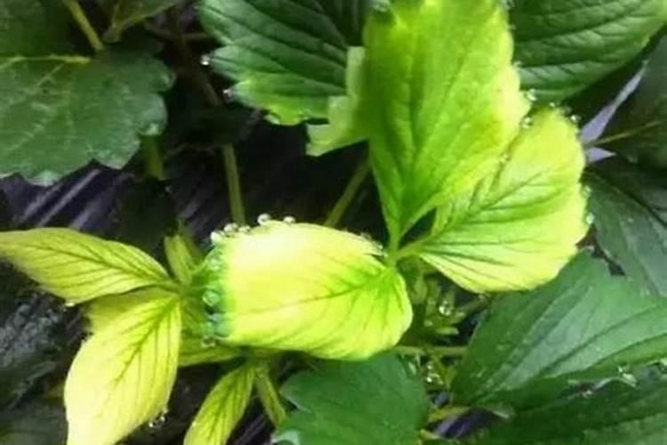 种植草莓主要肥料