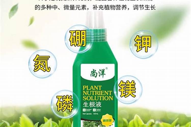 怎么能让树枝快速生根(什么东西能使扦插树木快速生根)