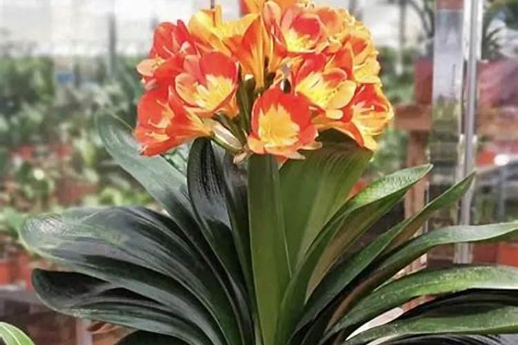 油菜田用什么除草剂