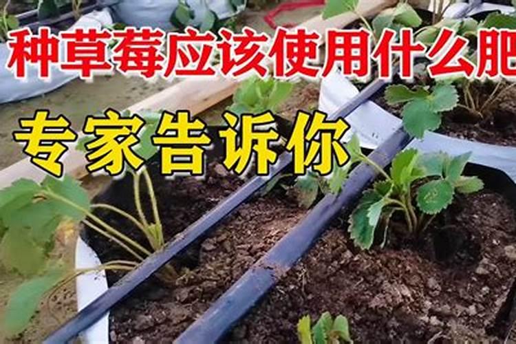 草莓种植进入到11月,做好这几点,结出的草莓又大又甜!