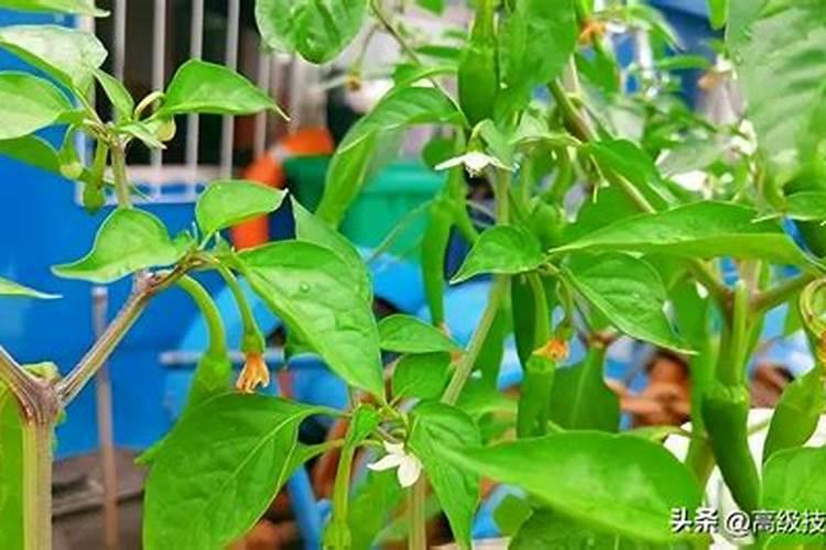 辣椒什么时候喷磷酸二氢钾 开花时需要施肥吗