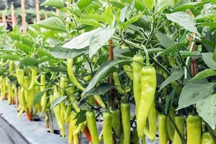 辣椒开花了要怎样浇水施肥