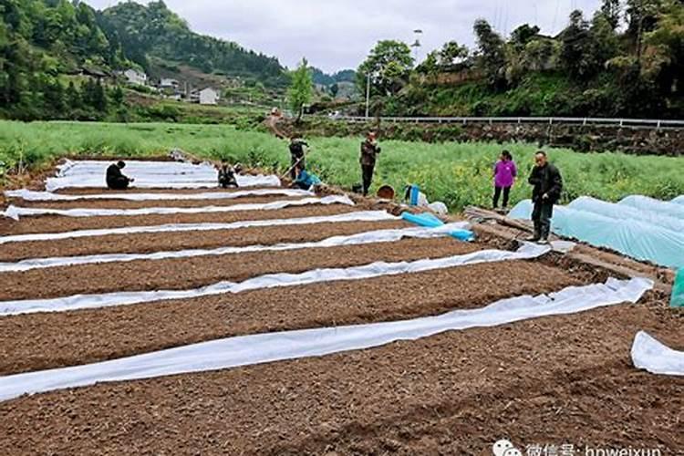 湖北白菜苔叶子能生吃吗？