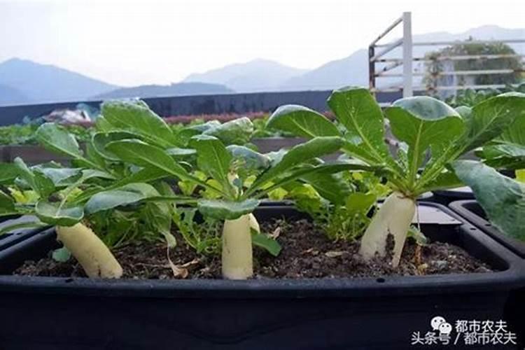 黄花菜正确施肥方法