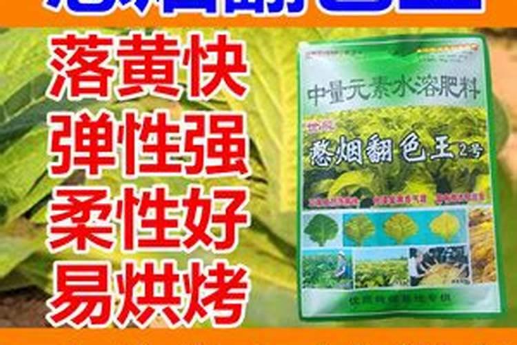 君子兰怎么栽种 新买的君子栽培方法和步骤