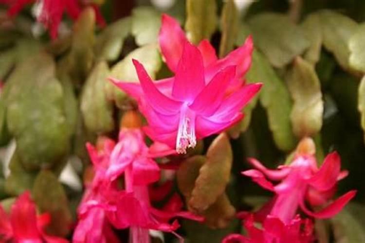 杜鹃花夏季施肥方法