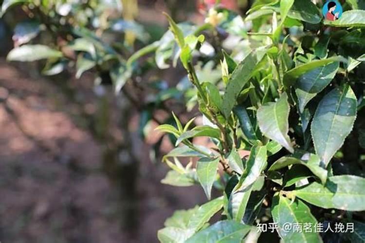 给白茶施肥应选哪种肥料？